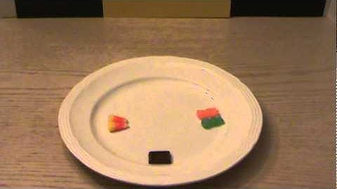 ELL Strategy - Realia