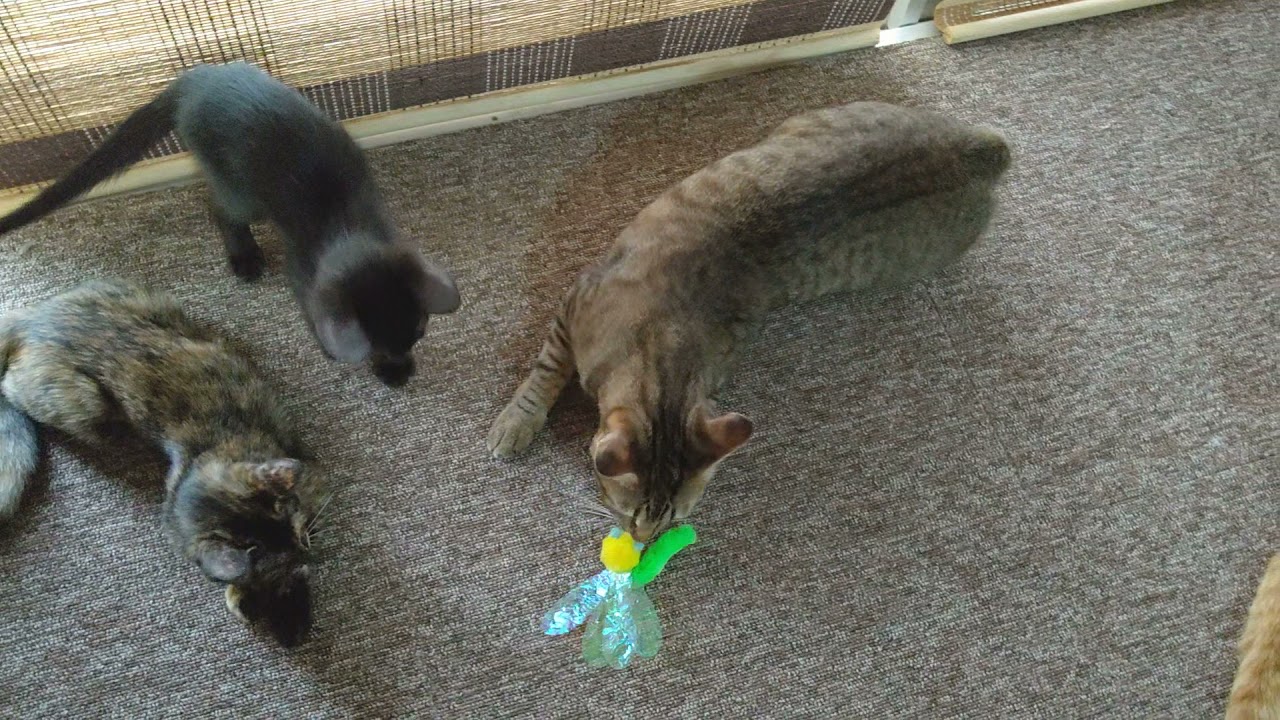 安心の日本製 Funny Dabbing Eagle 動物園の恋人のためのイーグルのおかしいクリスマスの衣装のギフトをぶら下げる トレーナー 定価から3０ オフ Ogytech Com