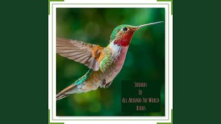 Download Lagu Chorus: Song Thrush, Rooks Wren