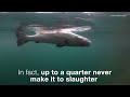 The Hidden Crisis: Scottish Farmed Salmon's Dire Plight