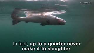 The Hidden Crisis: Scottish Farmed Salmon's Dire Plight by Marcus Guiliano 300 views 2 months ago 2 minutes, 50 seconds