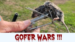Best Gopher trap!!  Gopher Hawk trap review.