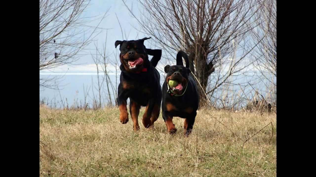 SIMPLE TRAINING IS THE BEST FOR BIG DOGS!