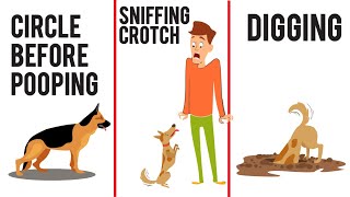 This Is What These Odd Dog Behaviors Actually Mean