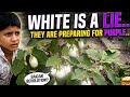 White is a LIe ...They Are Preparing For Purple ! BAIGAN REVOLUTION | Organic Farming 
