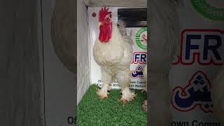 White Heavy Chicks 🐥 + Breeder Video | Faisalabad Poultry Farm