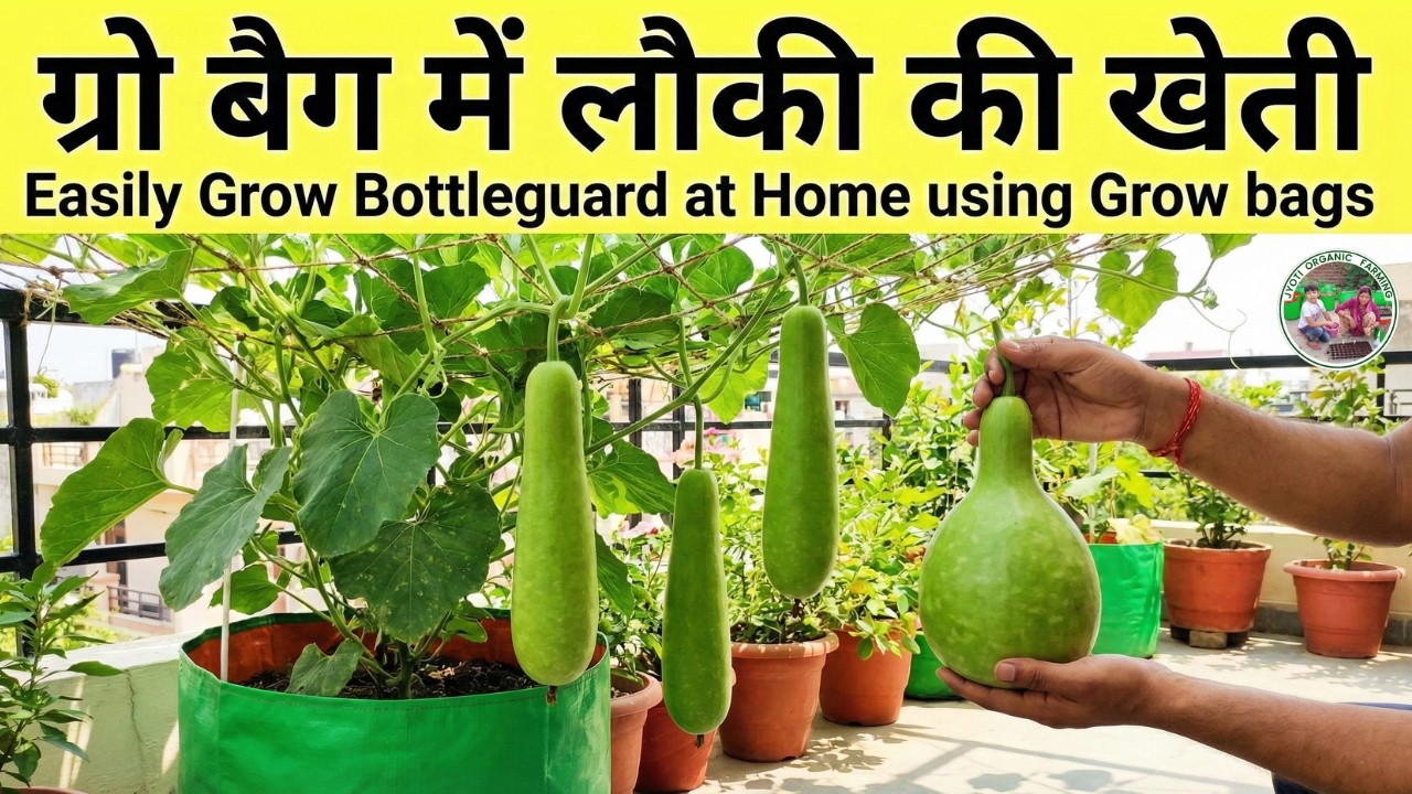 गर्मियों में छत पर ग्रो बैग में ढेरों लौकी BottleGourd कैसे उगाएं? बेल फूलों व फलों से पूरी भर जाएगी