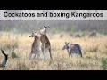 On a Kangaroo Safari in Australia - Wildlife Photography Tutorial