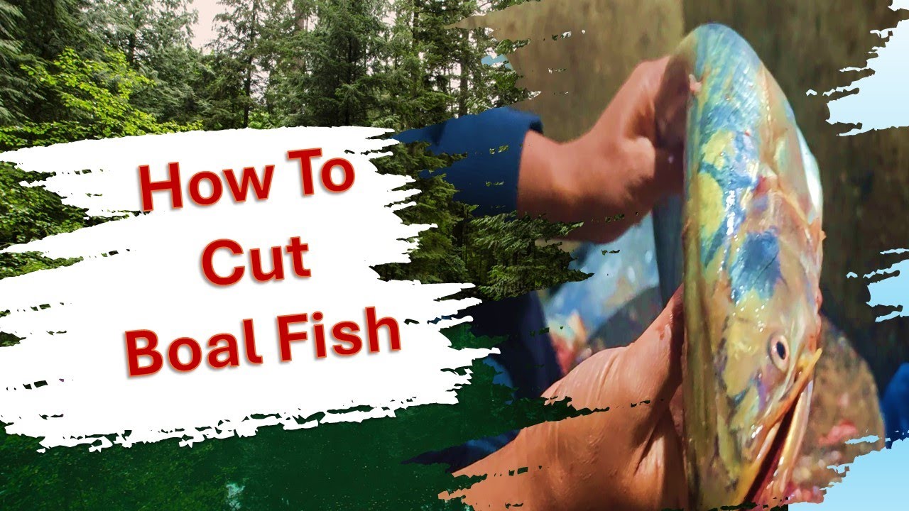 How to cut Boal fish | Khasi | Fish |culture - YouTube