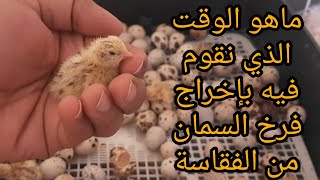 ما هو الوقت الذي نقوم فيه بإخراج فرخ السمان من الفقاسة إلى مكان التربية.