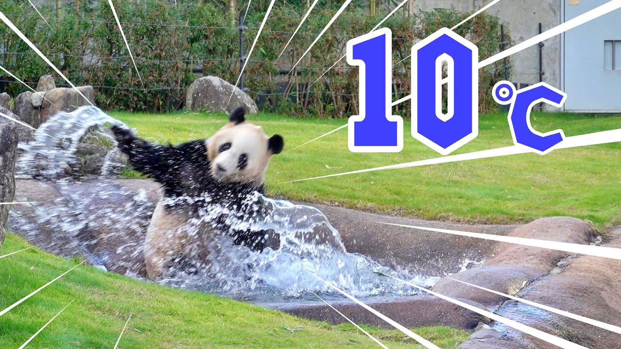 一瞬で観客100人以上集まった?パンダ着ぐるみ疑惑10回目（笑） - YouTube