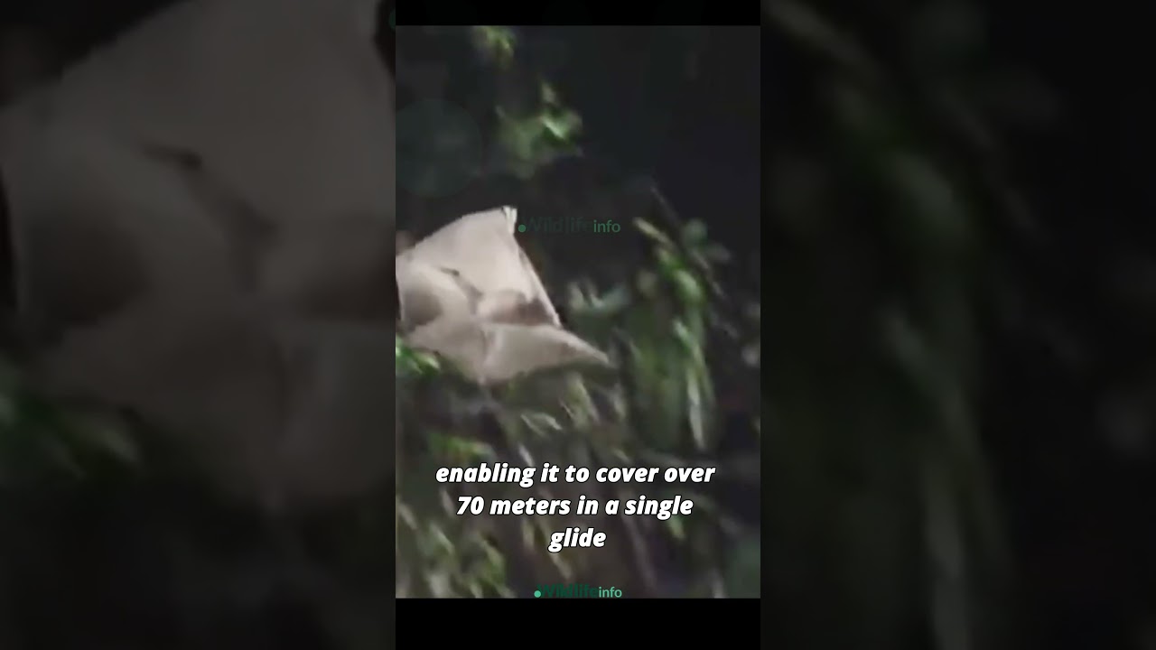 Soaring through the Night: Meet the Sunda Colugo, Nature's Acrobatic Glider! 🌙🦇 