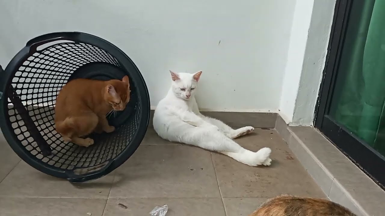 Cats & kittens are 785 & 690 & 639 & 633 & 626 & 535 & 461 & 378 & 277 & 260 & 212 & 136 & 21 & 43 d