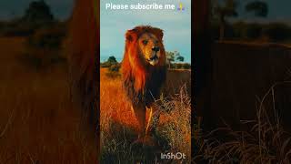 Angry lions #shorts #feed #viral #video #lion #shortvideo #trending (From "The Lion King") #Shorts