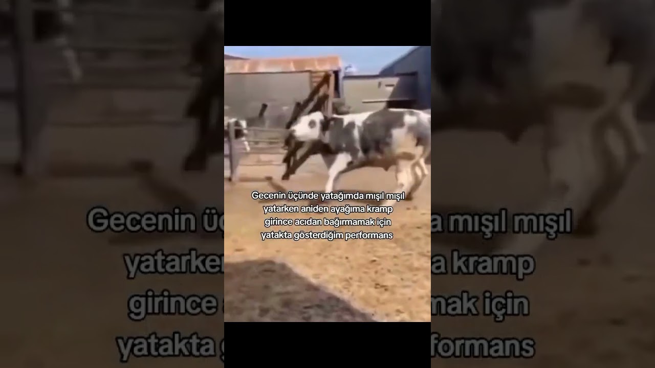 Yaşanlar kendini belli etsin yorum da 