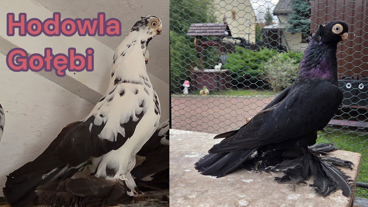 Jak przebiegła kwarantanna. Krótkie podsumowanie sezonu 