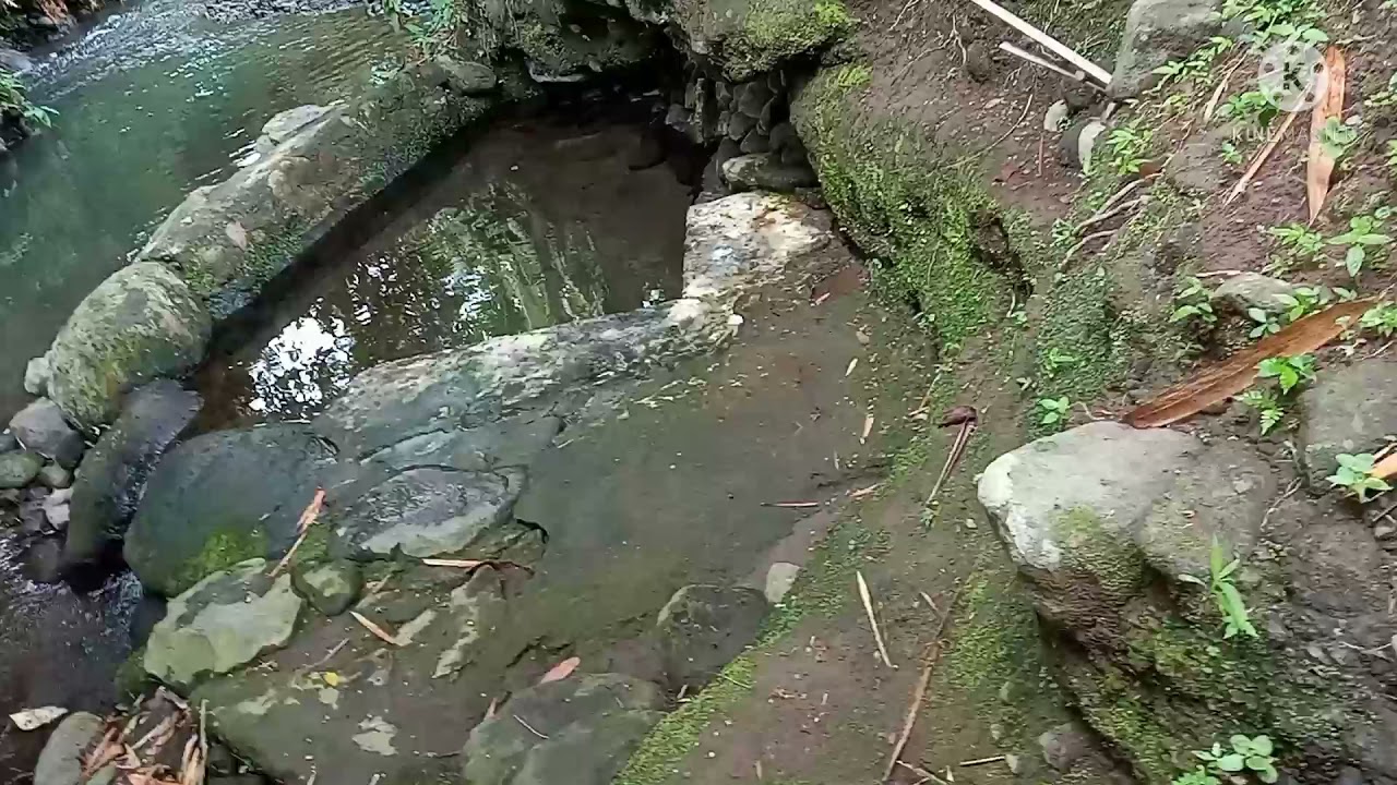 casting limbata dengan micro sf by bufo soft frog 🤟🤟