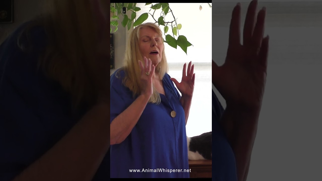 Jasper the Lover Cat 