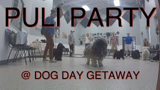 Puli Party @ Dog Day Getaway by The Puli 442 views 4 years ago 1 minute, 41 seconds