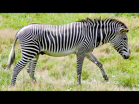 Vídeo: Quin Tipus D’animal és Una Zebra