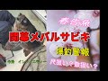 開幕メバルサビキ爆釣警報 永久保存版?かも#メバルサビキ#fishing #fishingvideo#船釣り#岡山釣り