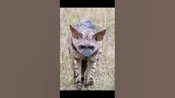 The aardwolf in Kenya’s Maasai Mara National Reserve #wildlife #africa #africanwildlife #aardwolf