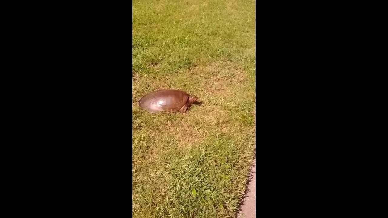 The Fastest Turtle Ever!