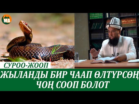 Video: Жылан чаккандан кантип коргонсо болот