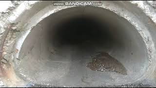 GREY ALIEN CAUGHT ON CAMERA IN ILLINOIS