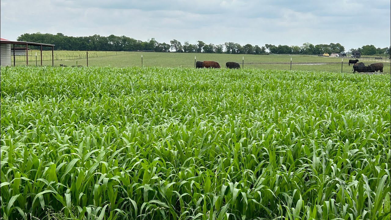 Cheapest Most Effective Fly Control on Cattle + Cattle Investment