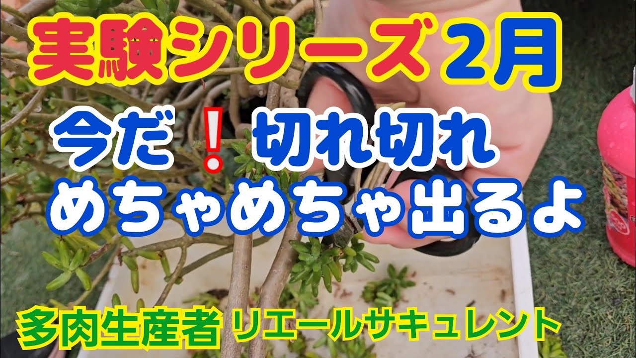 【多肉植物】【実験】実験シリーズ‼️2月🎵今だ❕切れ切れ切れ～🎵めちゃめちゃ出るよ🎵2026年2月13日