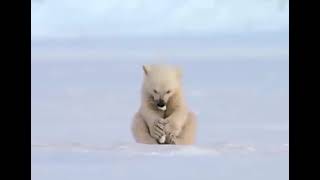 Polar bear cub making snowballs gets surprised by a seal