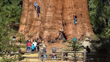 Top 10 CÂY CỔ THỤ Sống Lâu Nhất Thế Giới | Bạn Sẽ Sốc Khi Biết Tuổi Thọ Của Chúng!