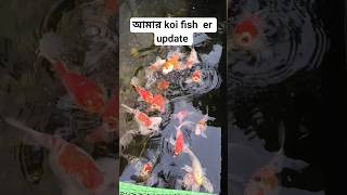 আমার Imported Koi fish er update | #koifish #aquarium #dragonfruit  #shortsvideo #reels #shorts