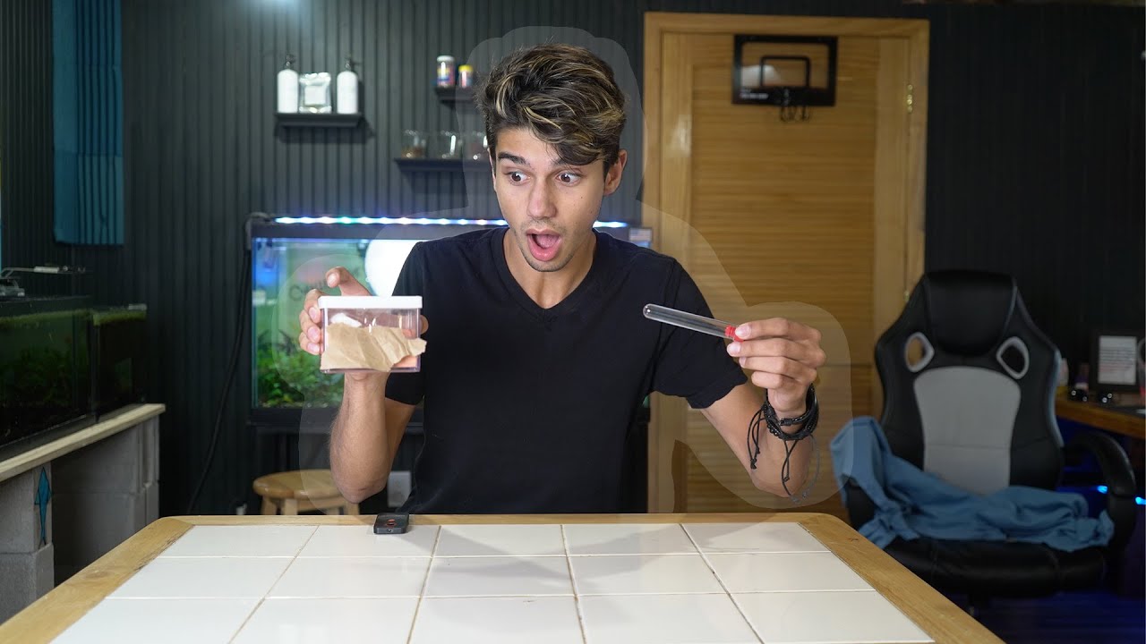 Moving my QUEEN ANT into a NEW ANT FARM