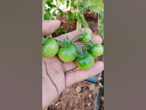 Желтый помидор - YouTube