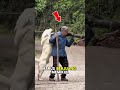 Viral!!! patut ditiru, Kesetiaan anjing pada tuannya