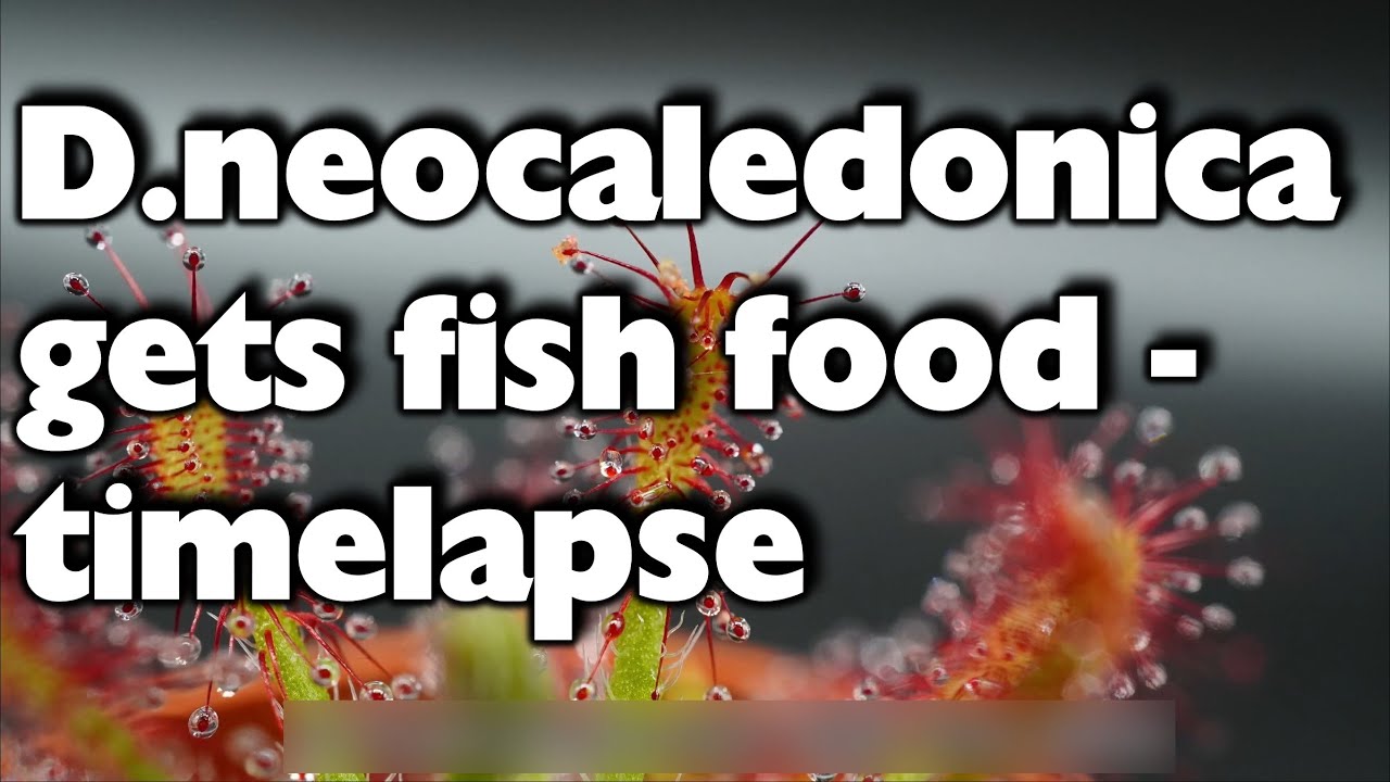 Drosera neocaledonica gets fish food Timelapse 4k/ Sonnentau mit Fischfutter Zeitraffer