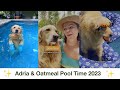 Adria and oatmeal pool time shorts compilation oatmeal the golden retriever is a weirdo in the pool