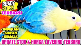 UPDATE HARGA LOVEBIRD TERBARU PADA 14 MEI 2026