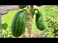 It is unthinkable that using this technique can reproduce papaya trees with fruit watermelon 100