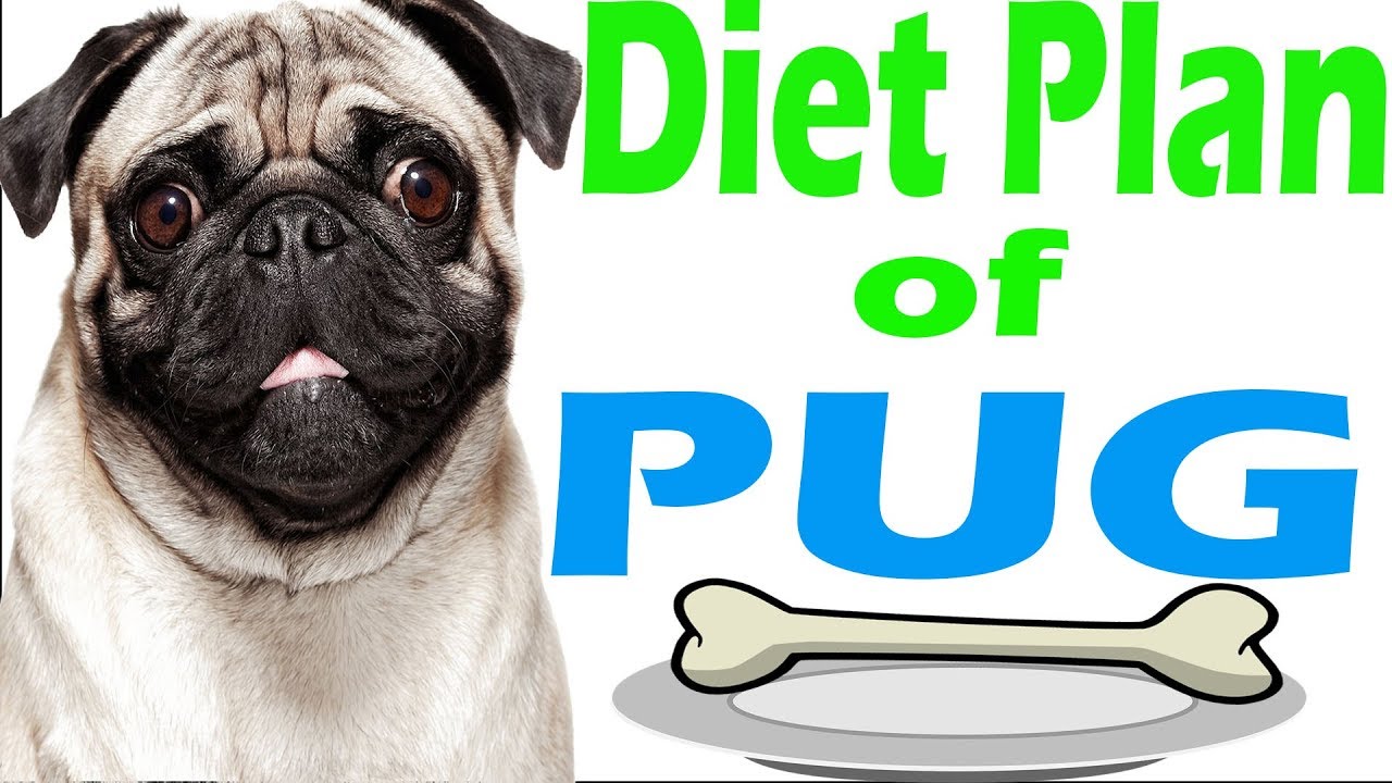Pug Dog Food Chart