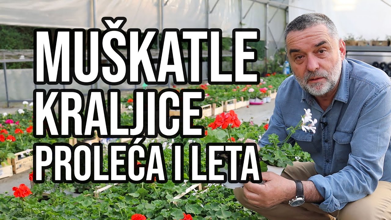 Muškatle - kraljice proleća i leta