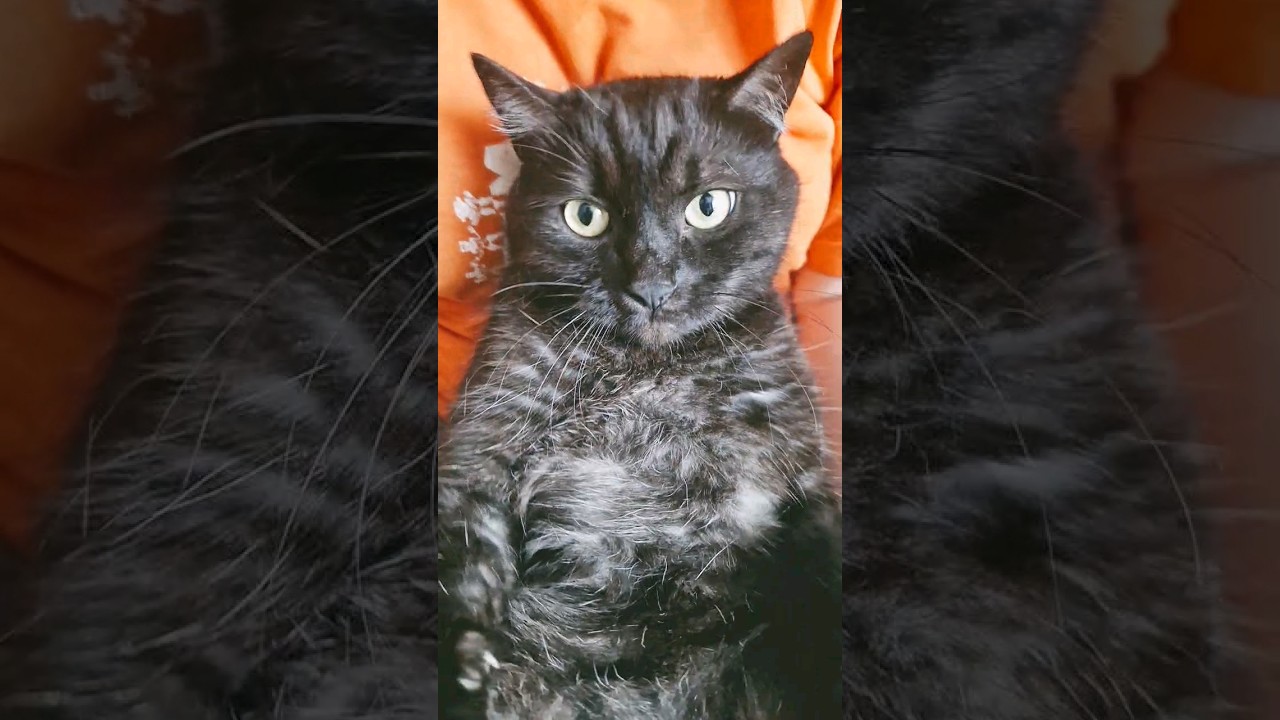 Slash is angry😄 chihuahua vs Cat 