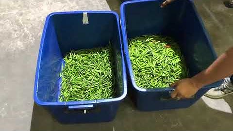 Sorting green soy by  CCD COLOR SORTER MACHINE / brady@angelon.com.cn