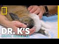 A Rabbit With Head Tilt | Dr. K's Exotic Animal ER