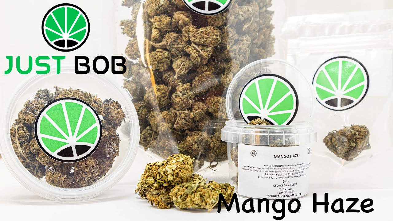 Mango Haze CBD - Legal Weed - JustBob ENG