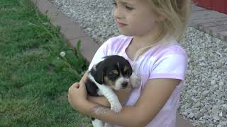 Beagle Puppies for Sale by Sue Dyer 172 views 10 months ago 6 minutes, 52 seconds