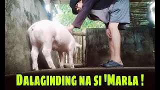 Ang Taba at Ganda ni 'Marla ! My give 1 back 2 sa ating Proyekto ! #backyardfarming #blessings