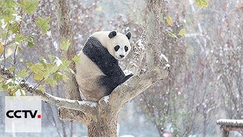 Giant Panda You You plays in his first snow
